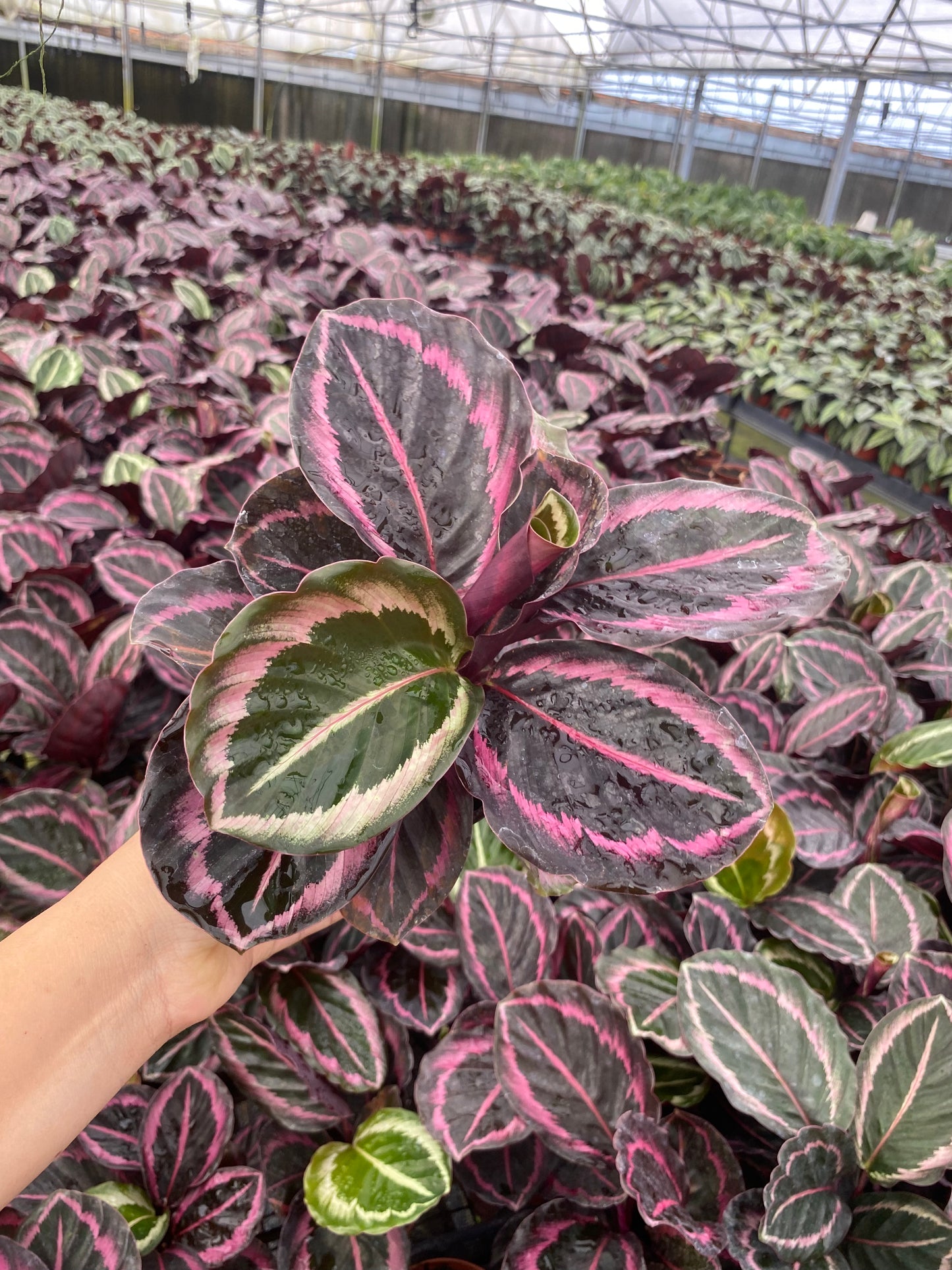 4" Calathea Roseopicta Jessey Princess