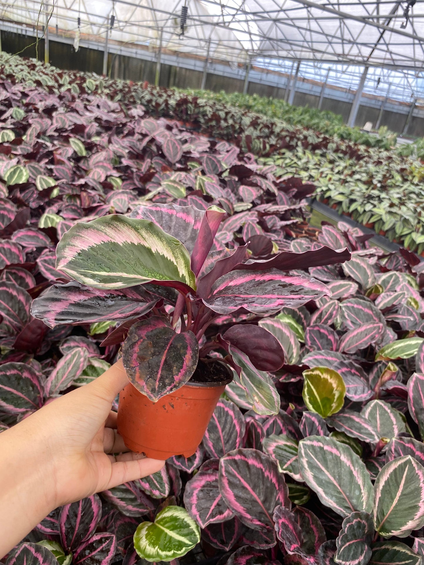 4" Calathea Roseopicta Jessey Princess