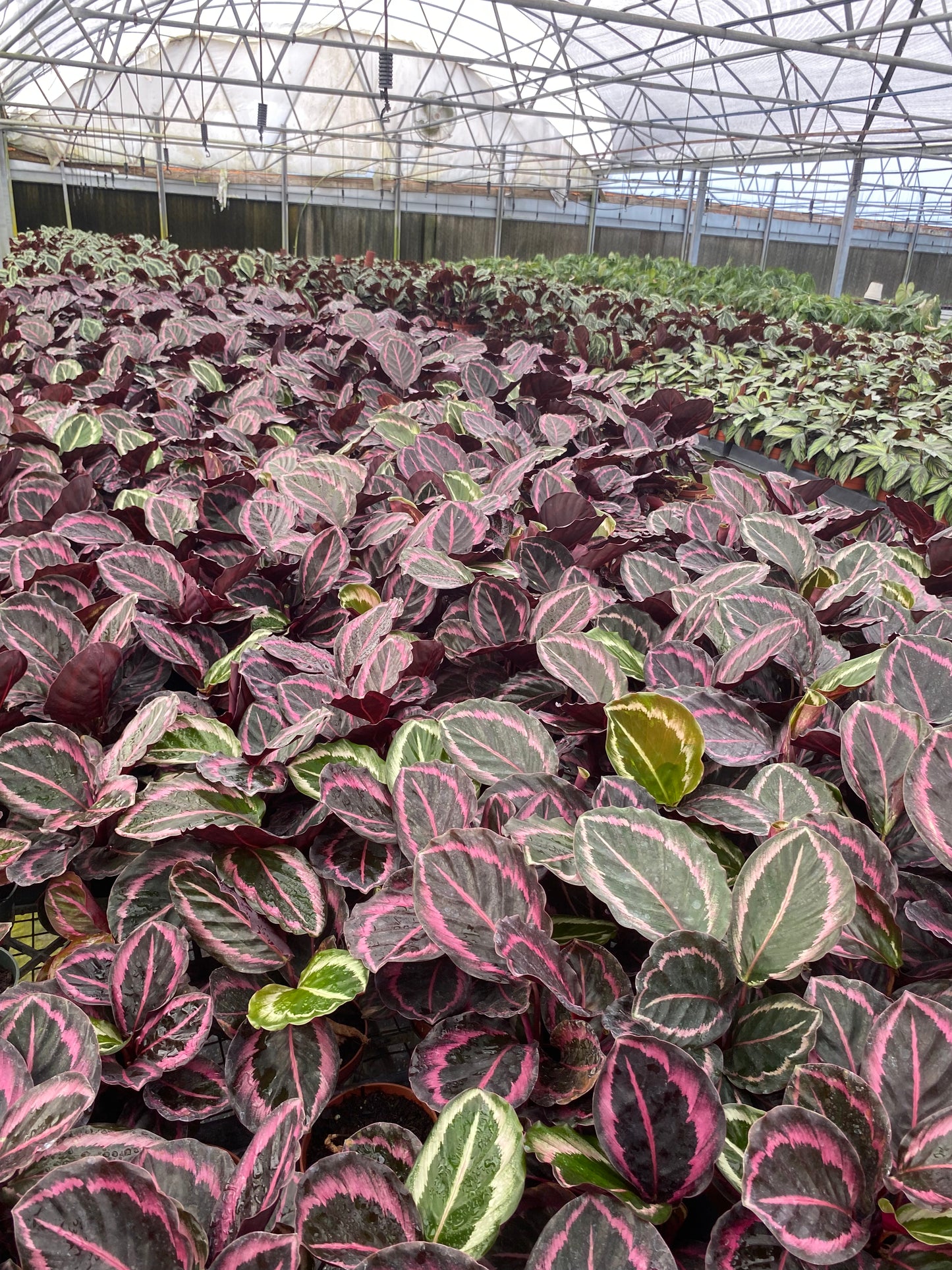 4" Calathea Roseopicta Jessey Princess