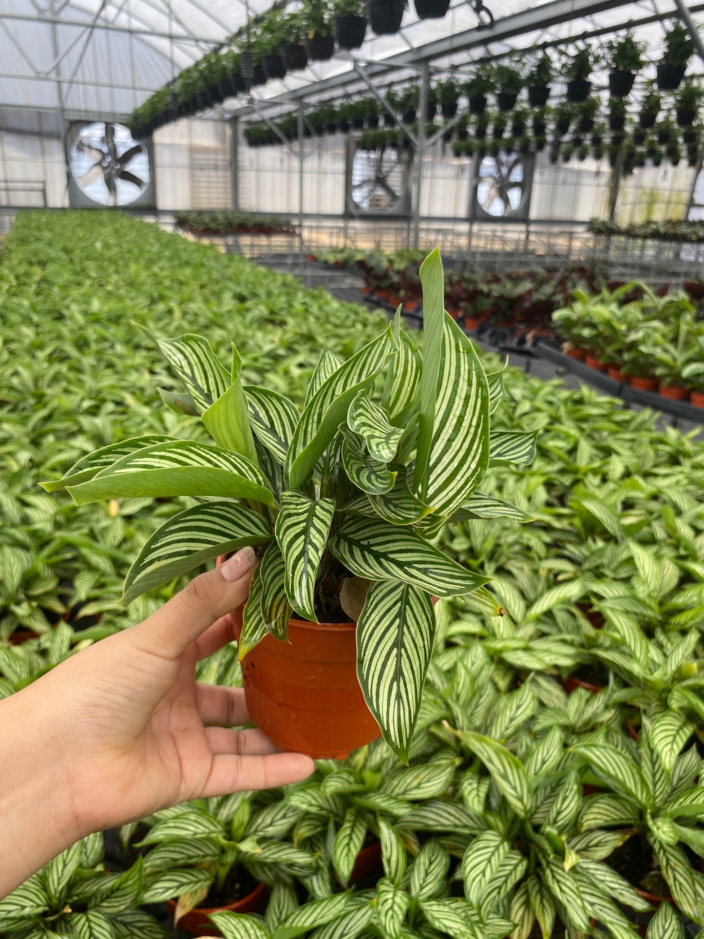 4” Calathea Vittata