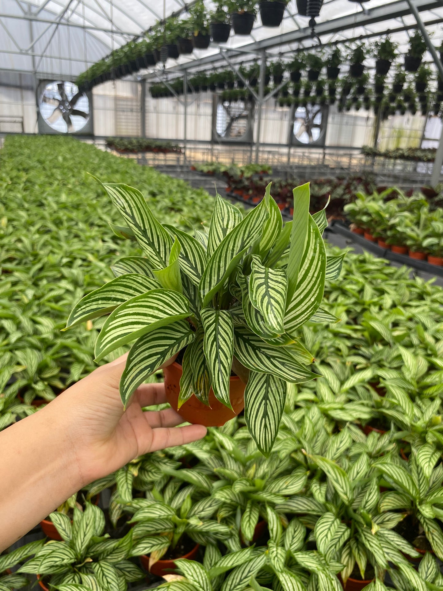 4” Calathea Vittata