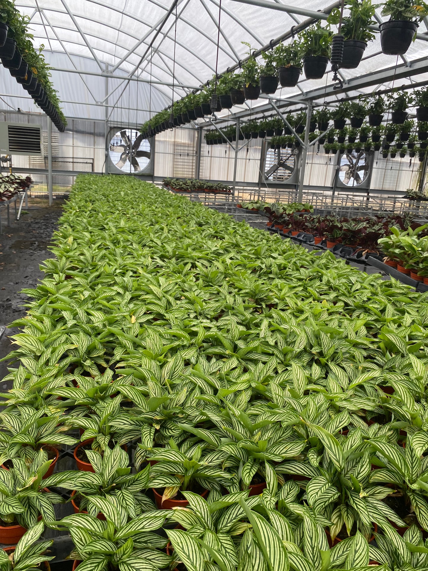 4” Calathea Vittata