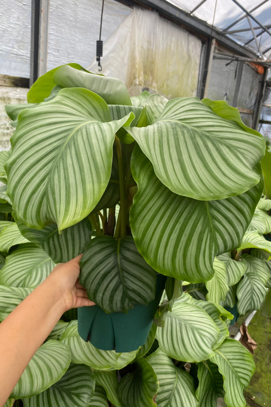 8” Calathea Orbifolia