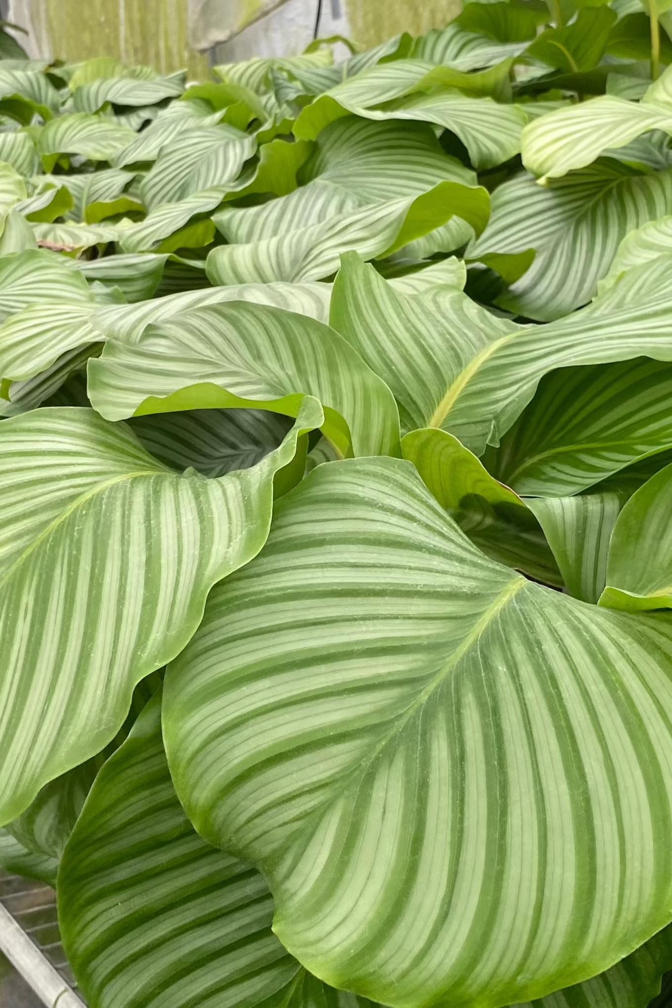 8” Calathea Orbifolia