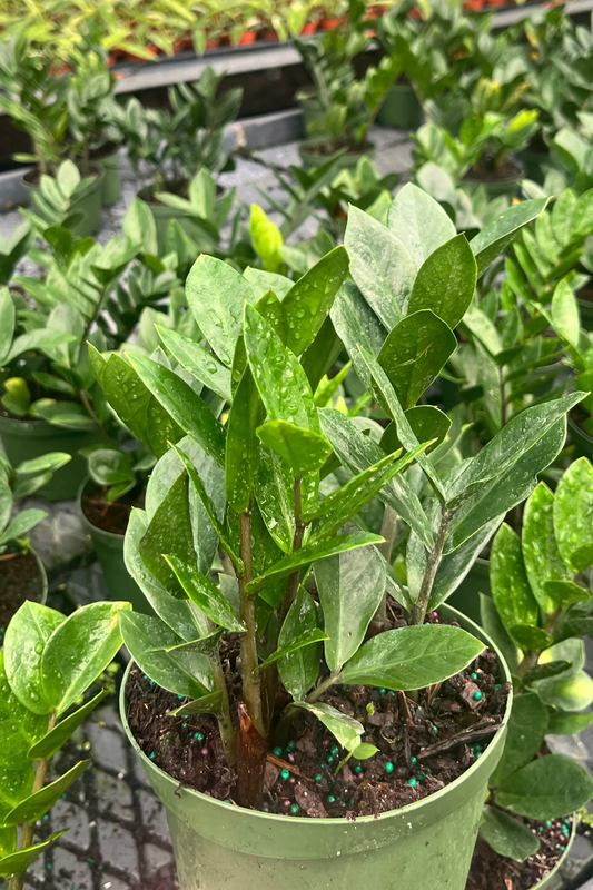 6” Zamioculcas ZZ Plant