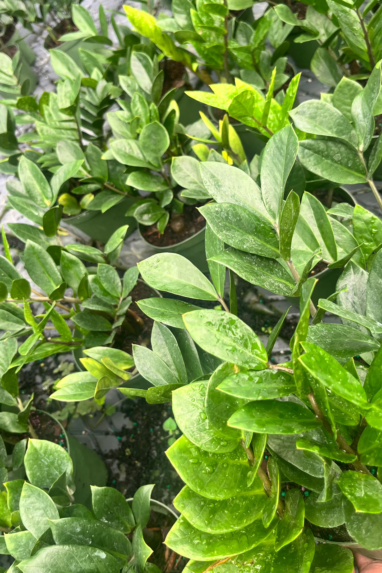 6” Zamioculcas ZZ Plant