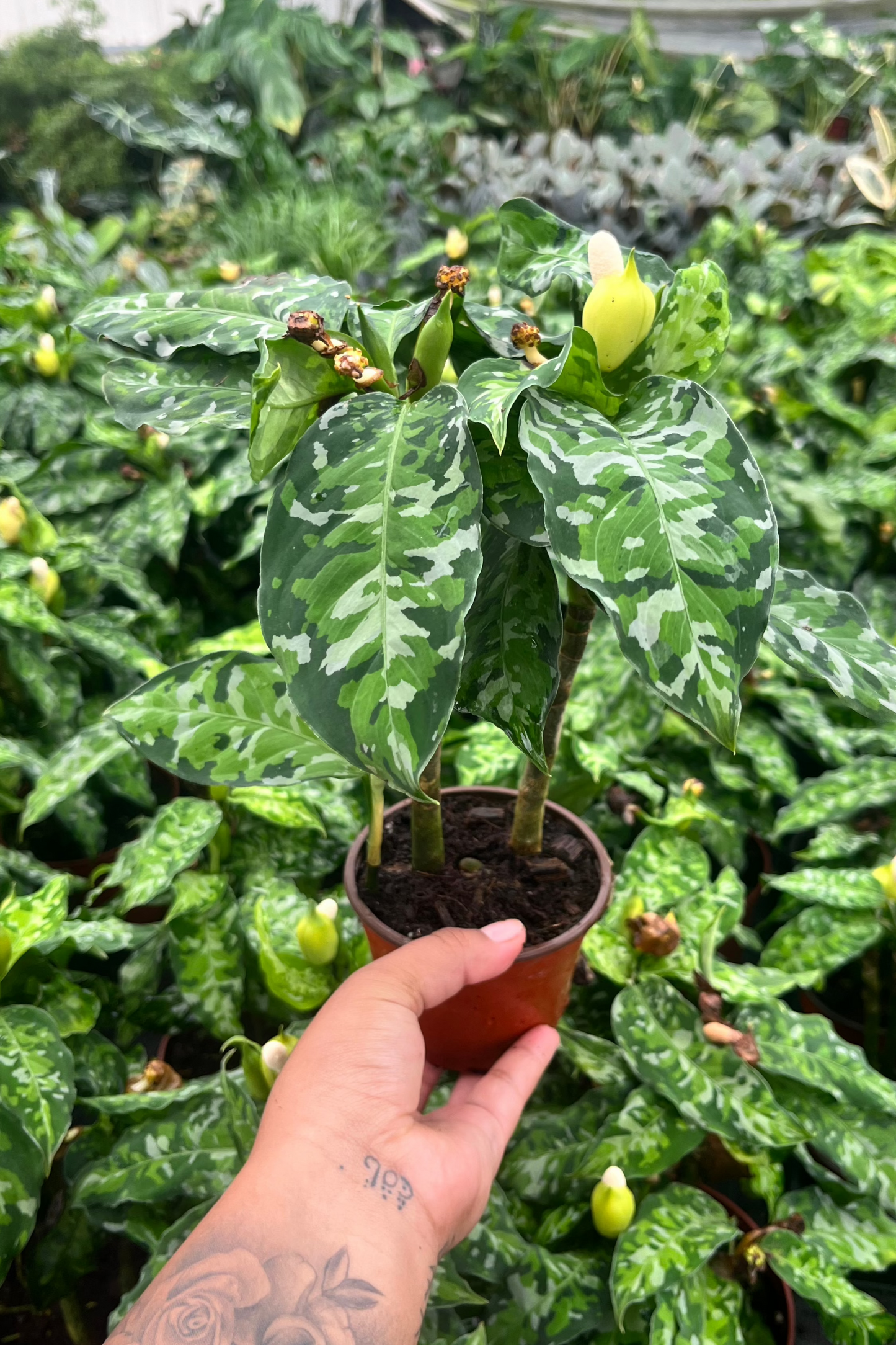 4” Aglaonema Pictum Tricolor