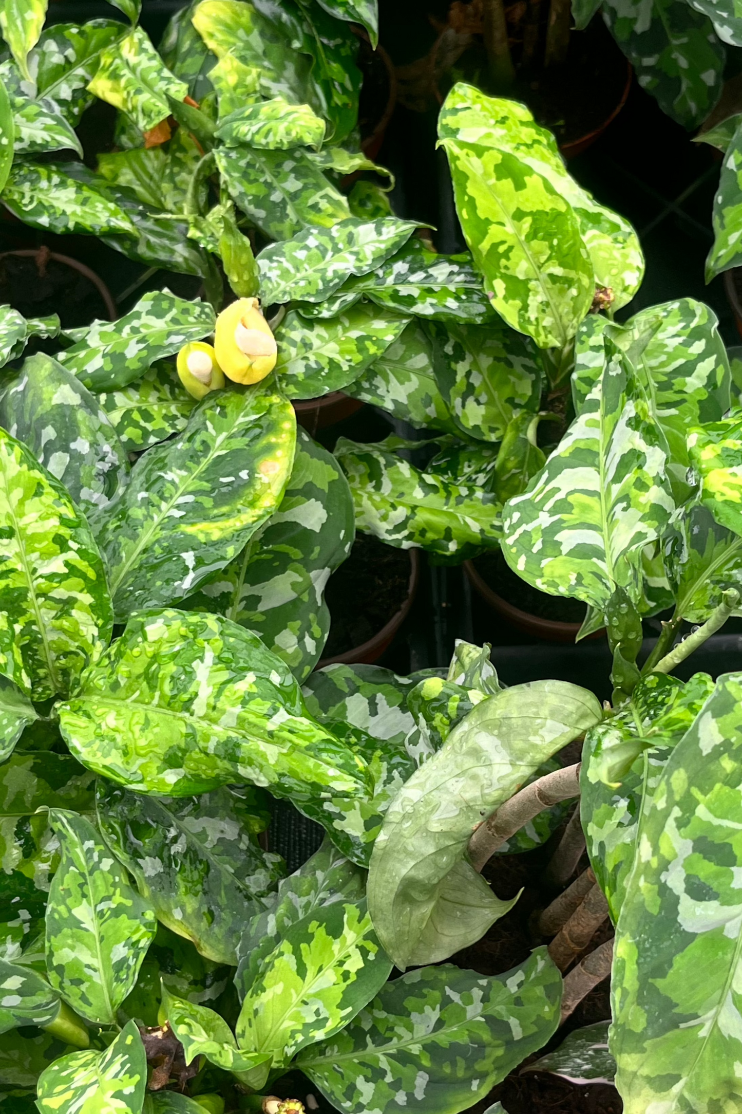 4” Aglaonema Pictum Tricolor