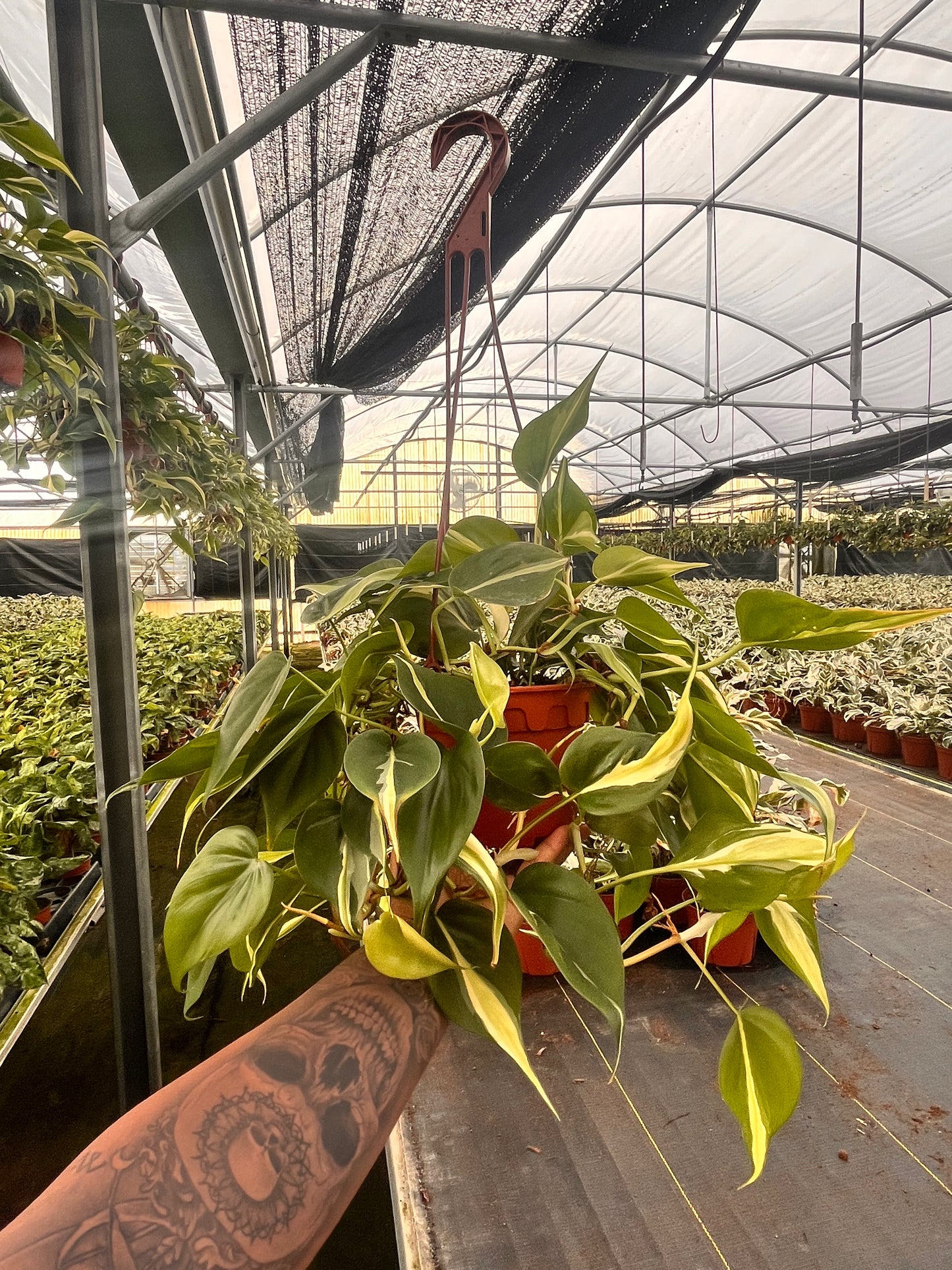 6" Philodendron Rio HB