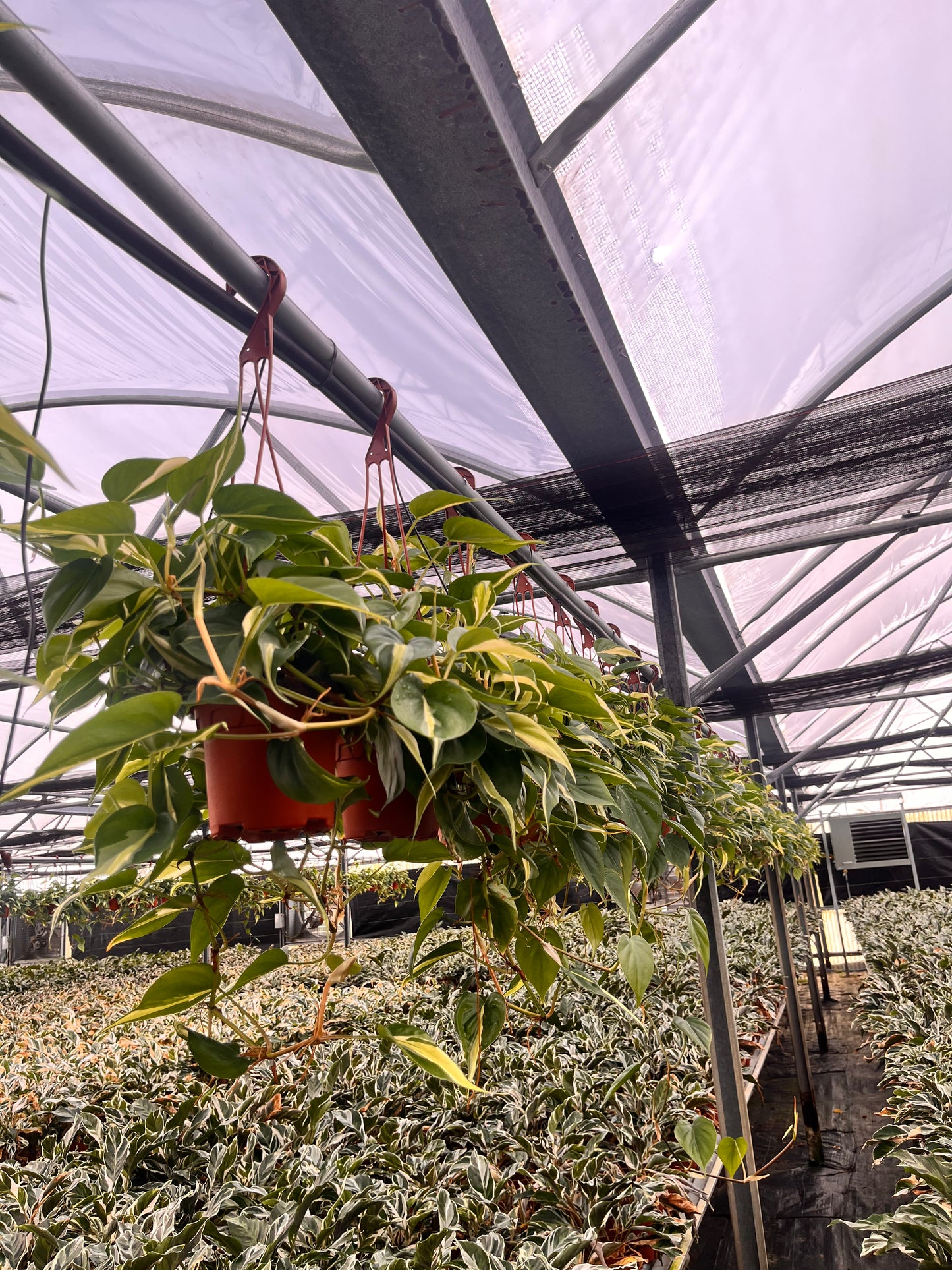 6" Philodendron Rio HB