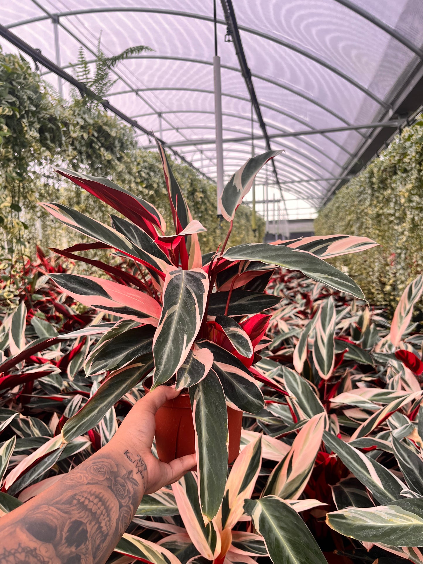 6” Stromanthe Triostar