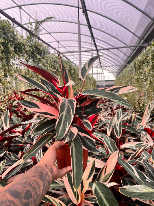 6” Stromanthe Triostar