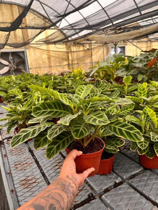 6” Calathea Zebrina