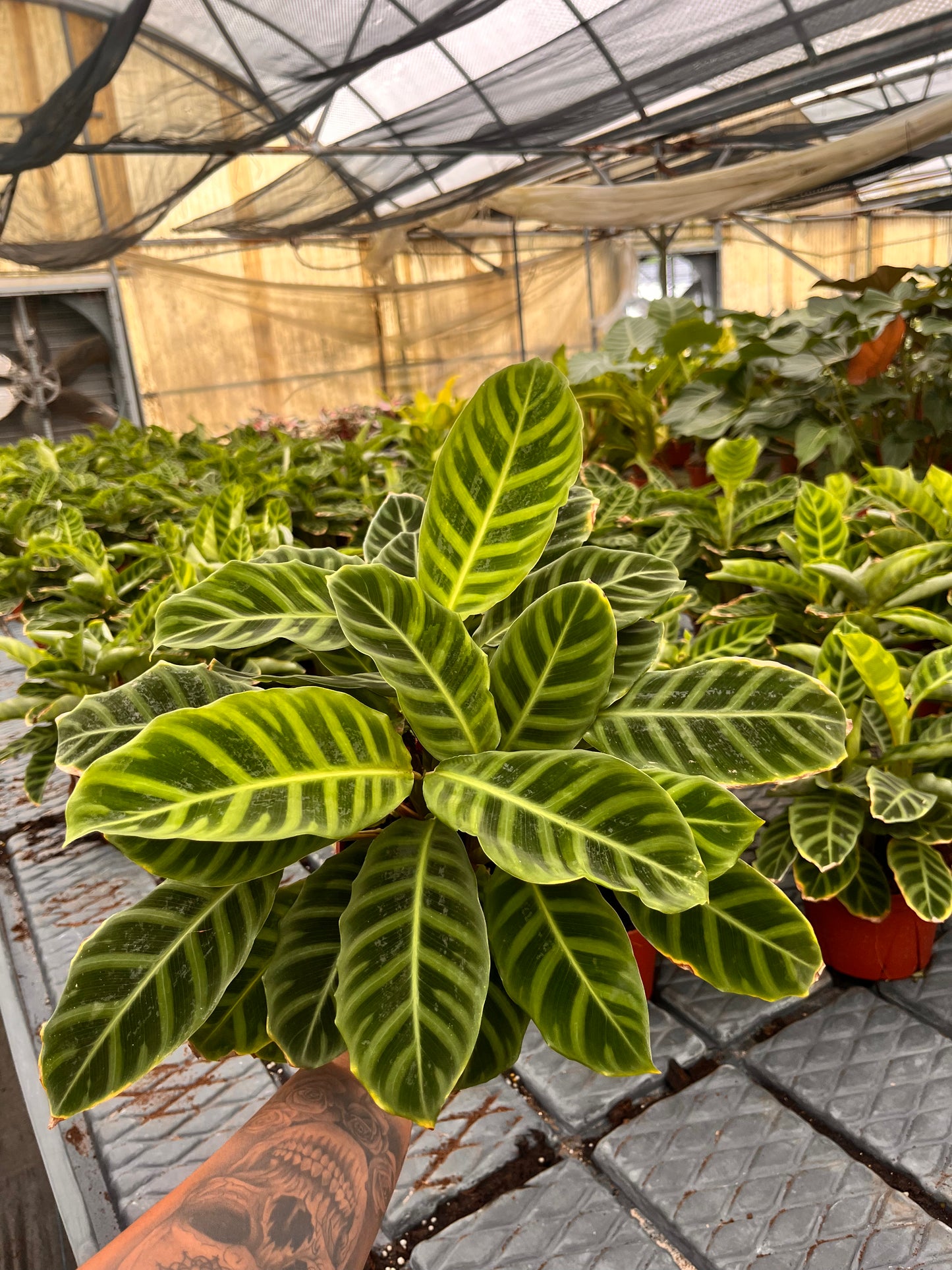 6” Calathea Zebrina