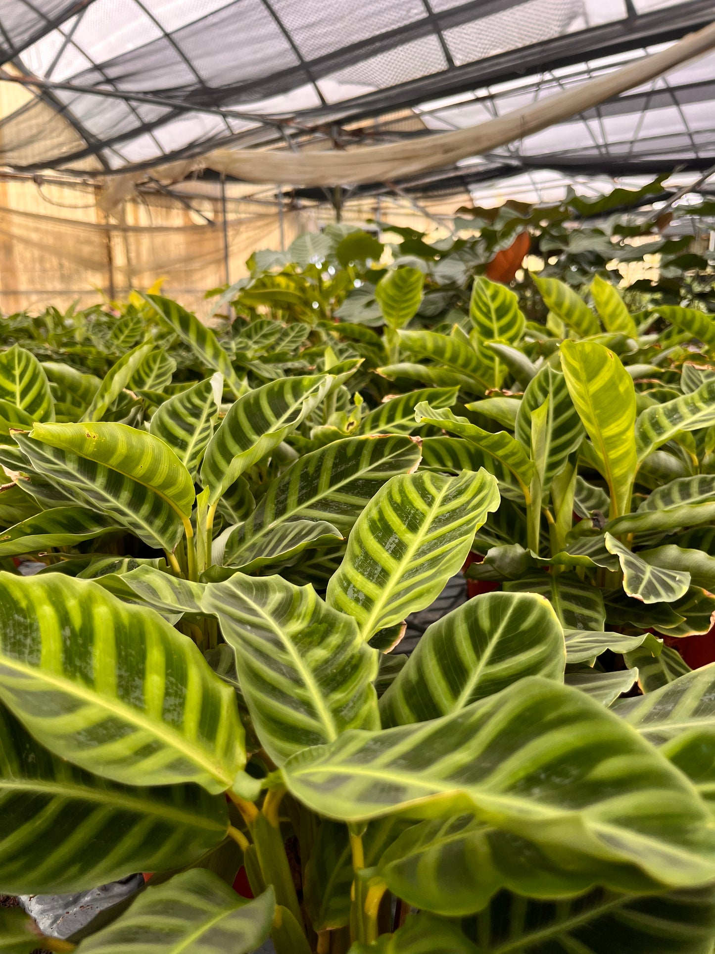 4” Calathea Zebrina