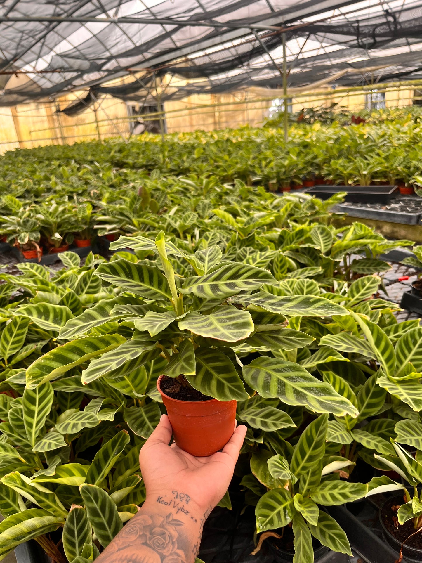4” Calathea Zebrina