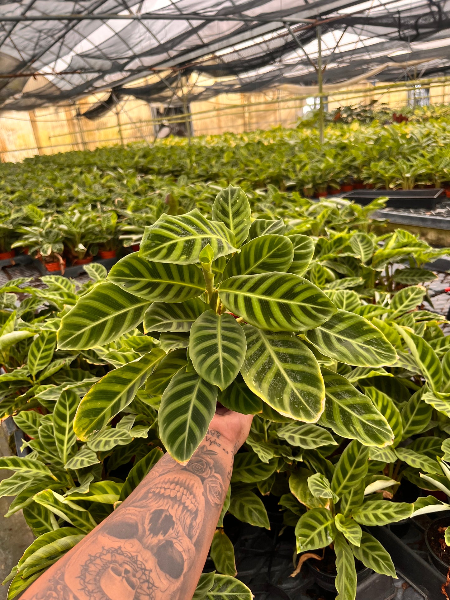 4” Calathea Zebrina