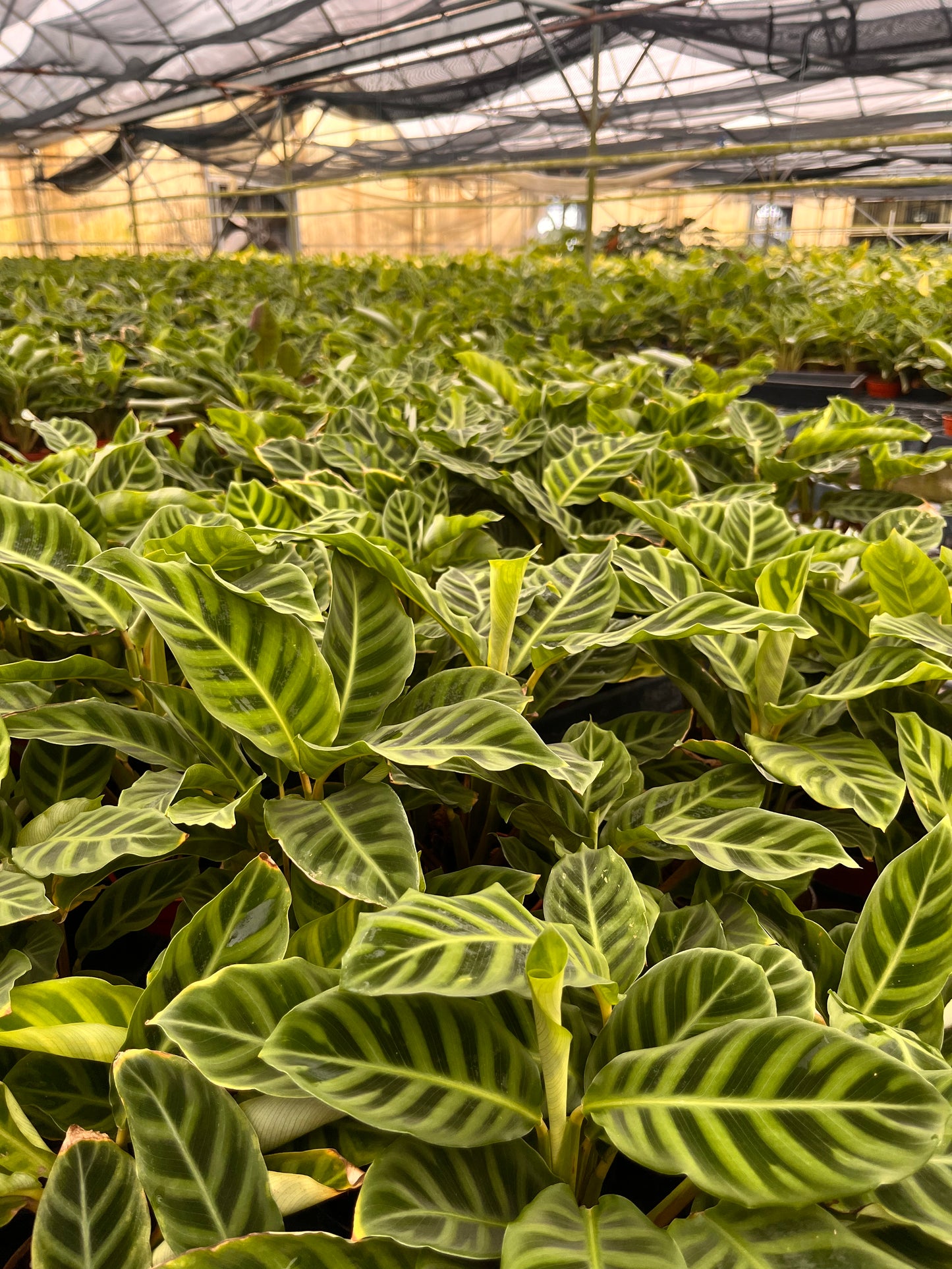 6” Calathea Zebrina