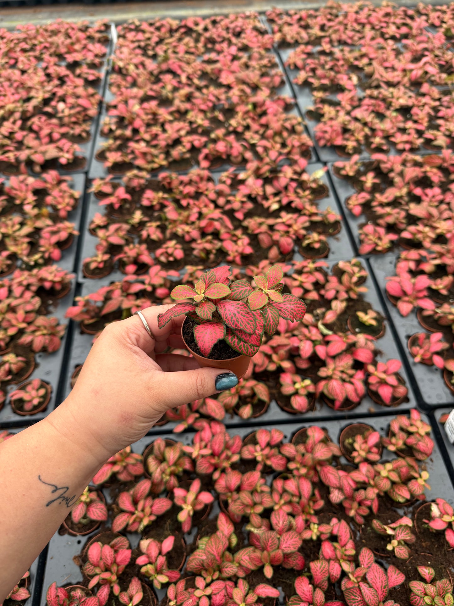 Basic Package - BELEAF 2" Plants