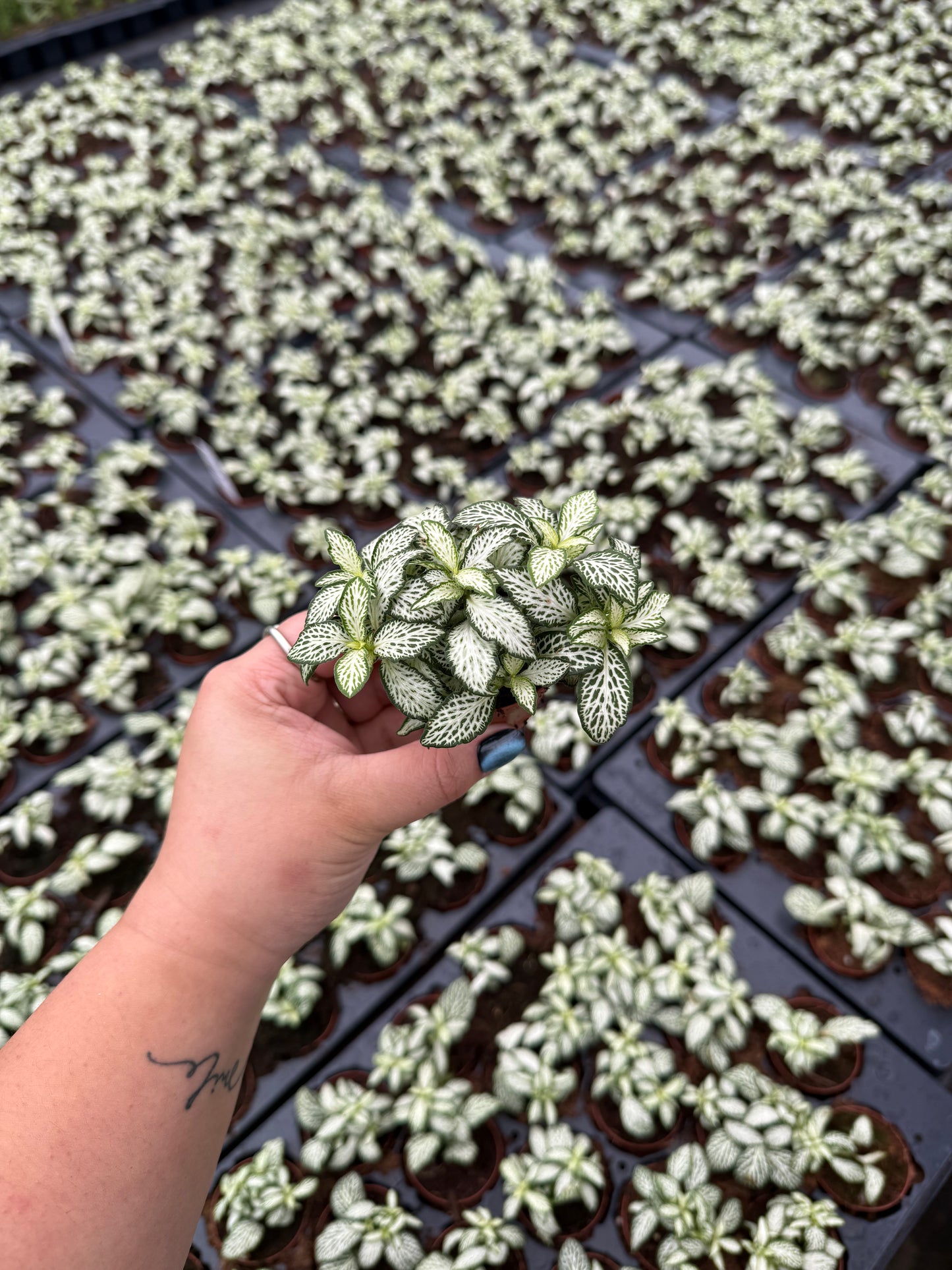Basic Package - BELEAF 2" Plants