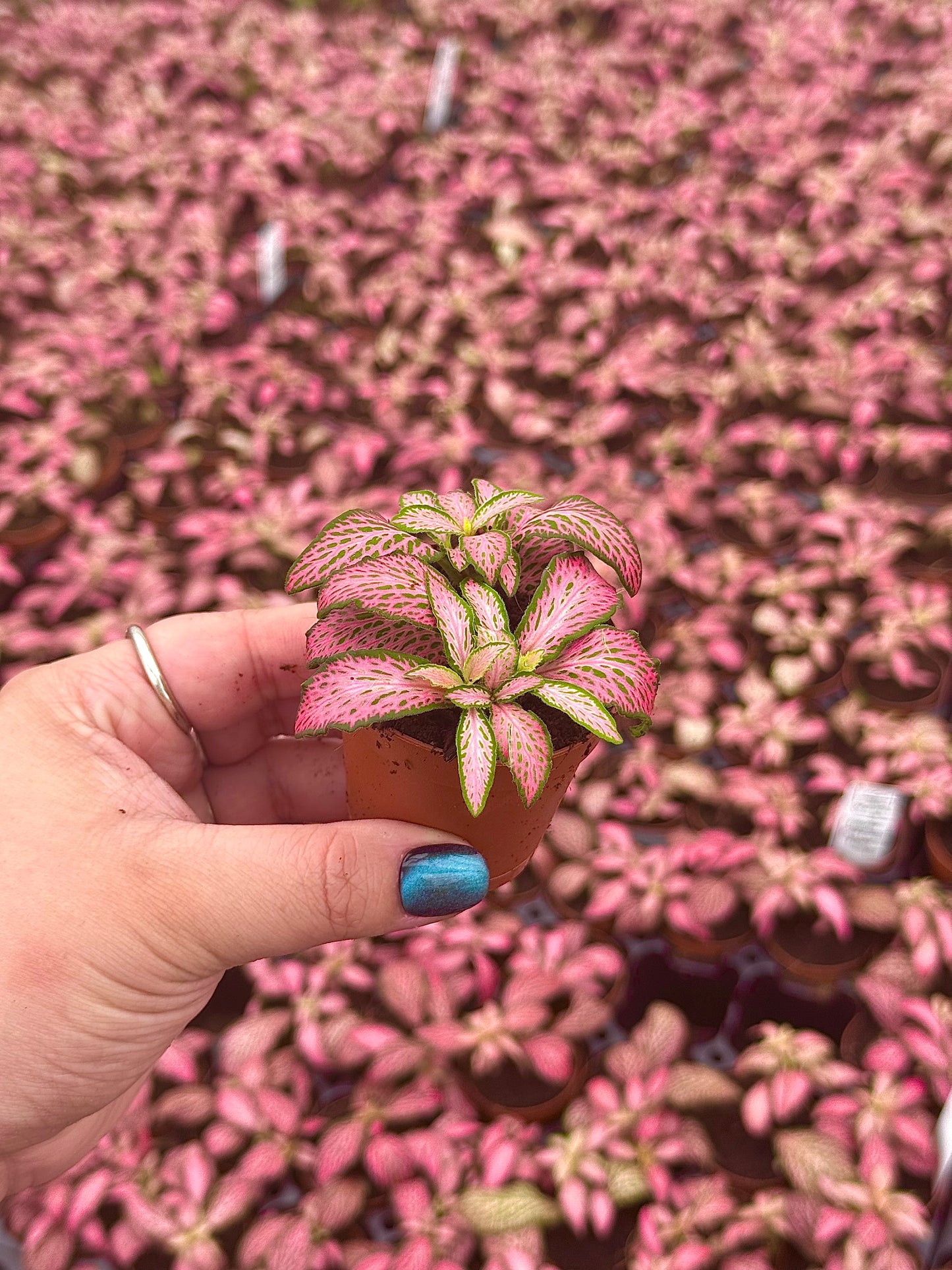 Basic Package - BELEAF 2" Plants