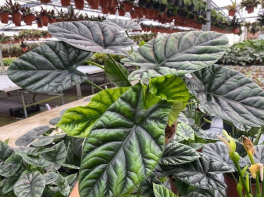 6” Alocasia Mirror Face