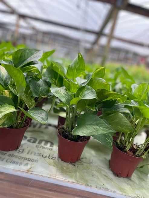 Pothos Golden