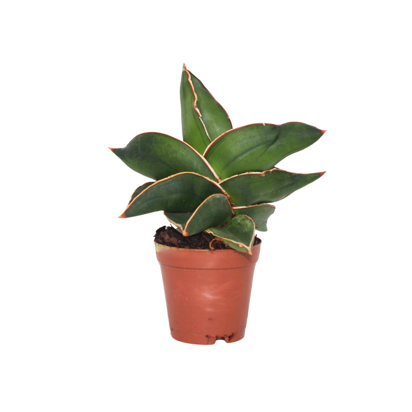 Sansevieria Samurai