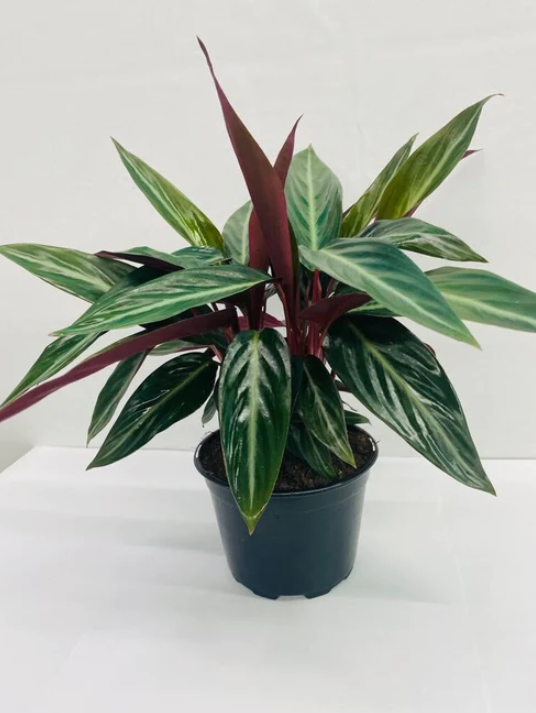 6" Stromanthe Sanguinea