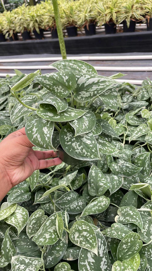 Silver Satin Pothos 4"