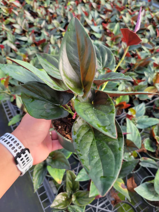 4” Syngonium Red Arrow