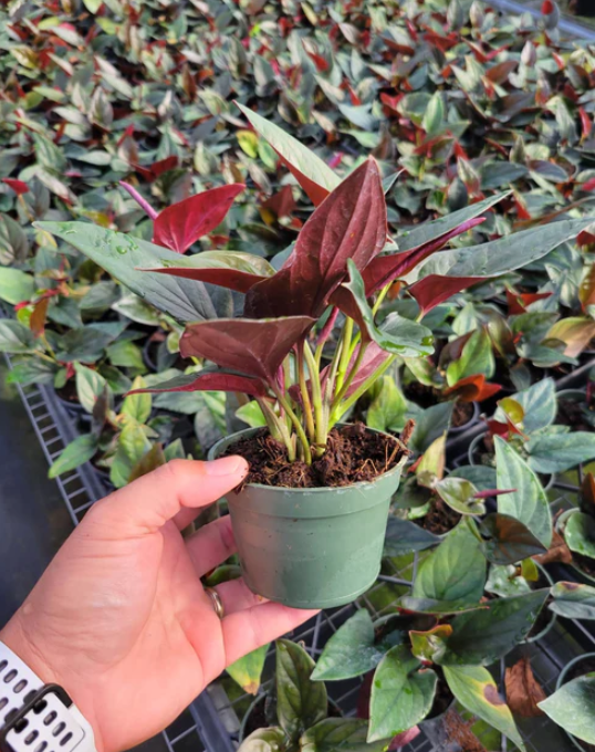 4” Syngonium Red Arrow