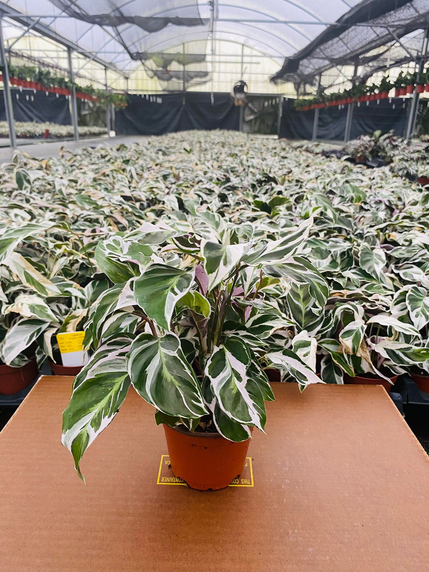 6” Calathea Fusion White