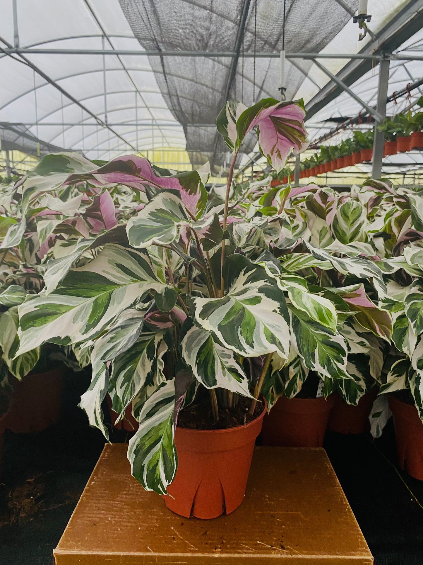 8” Calathea Stella