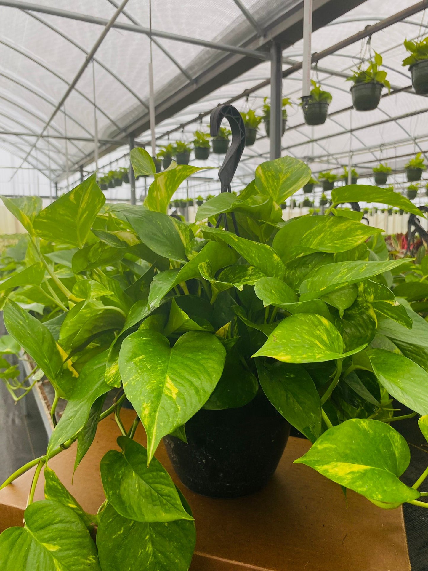 8” Pothos H.B