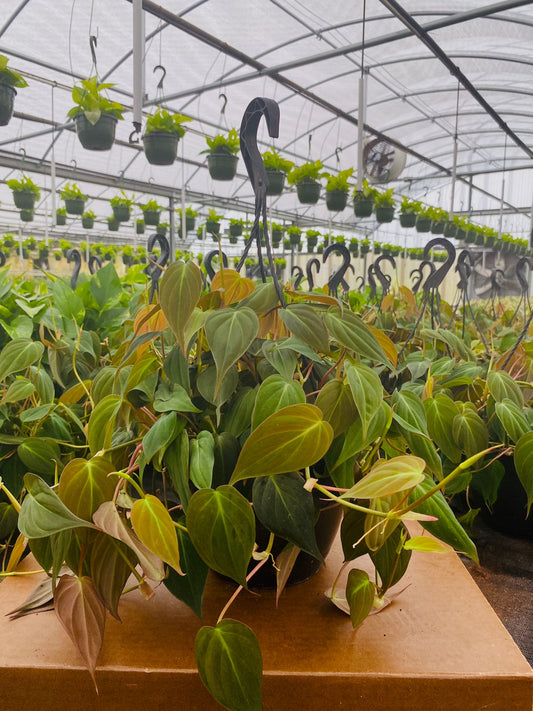 8” Philodendron Mican H.B