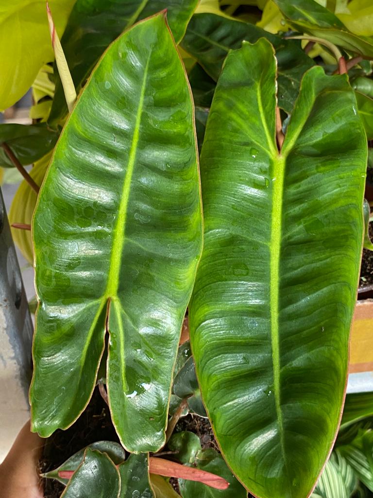 4" Philodendron Billietiae Croat