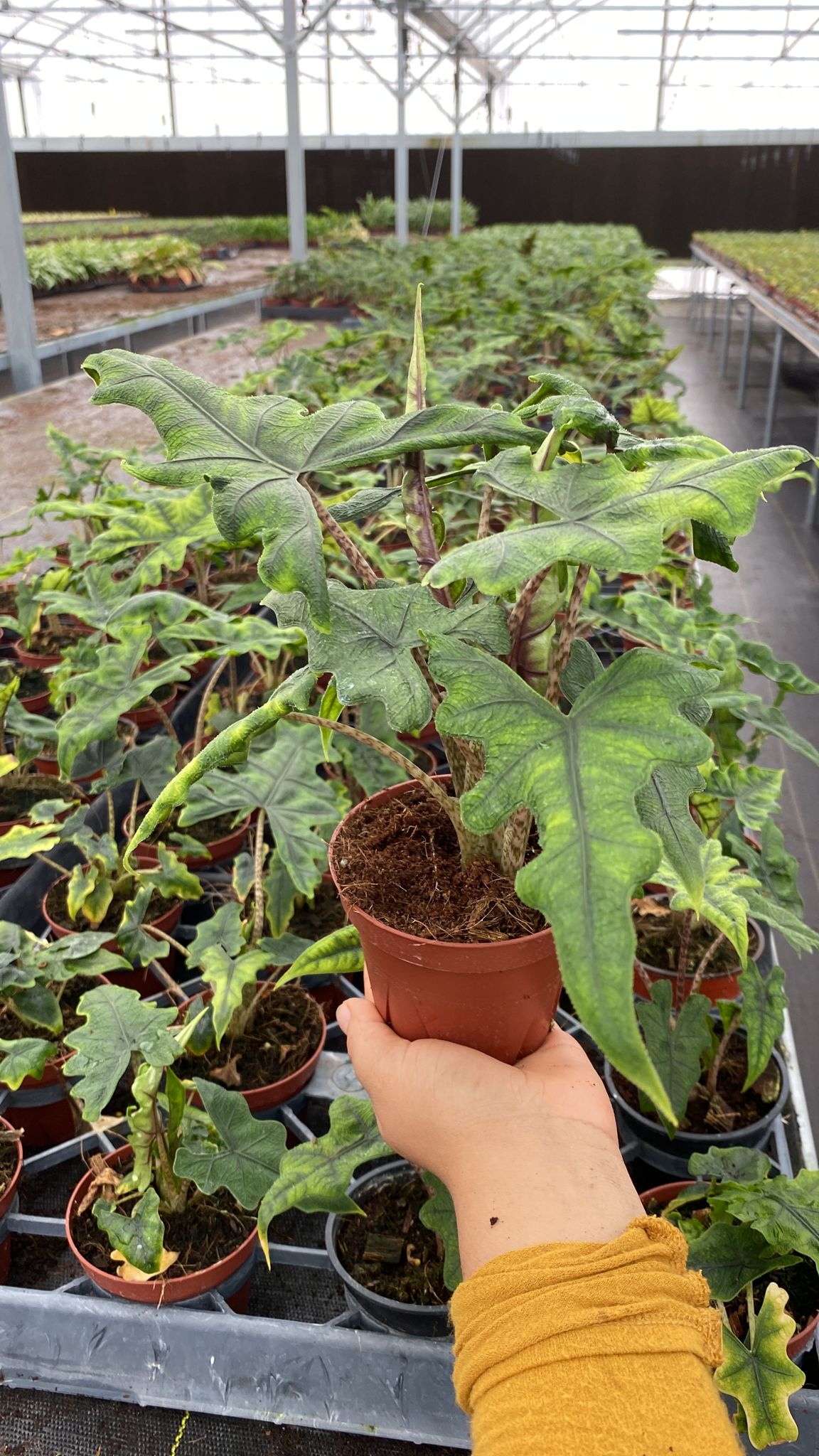 4" Alocasia Jacklyn