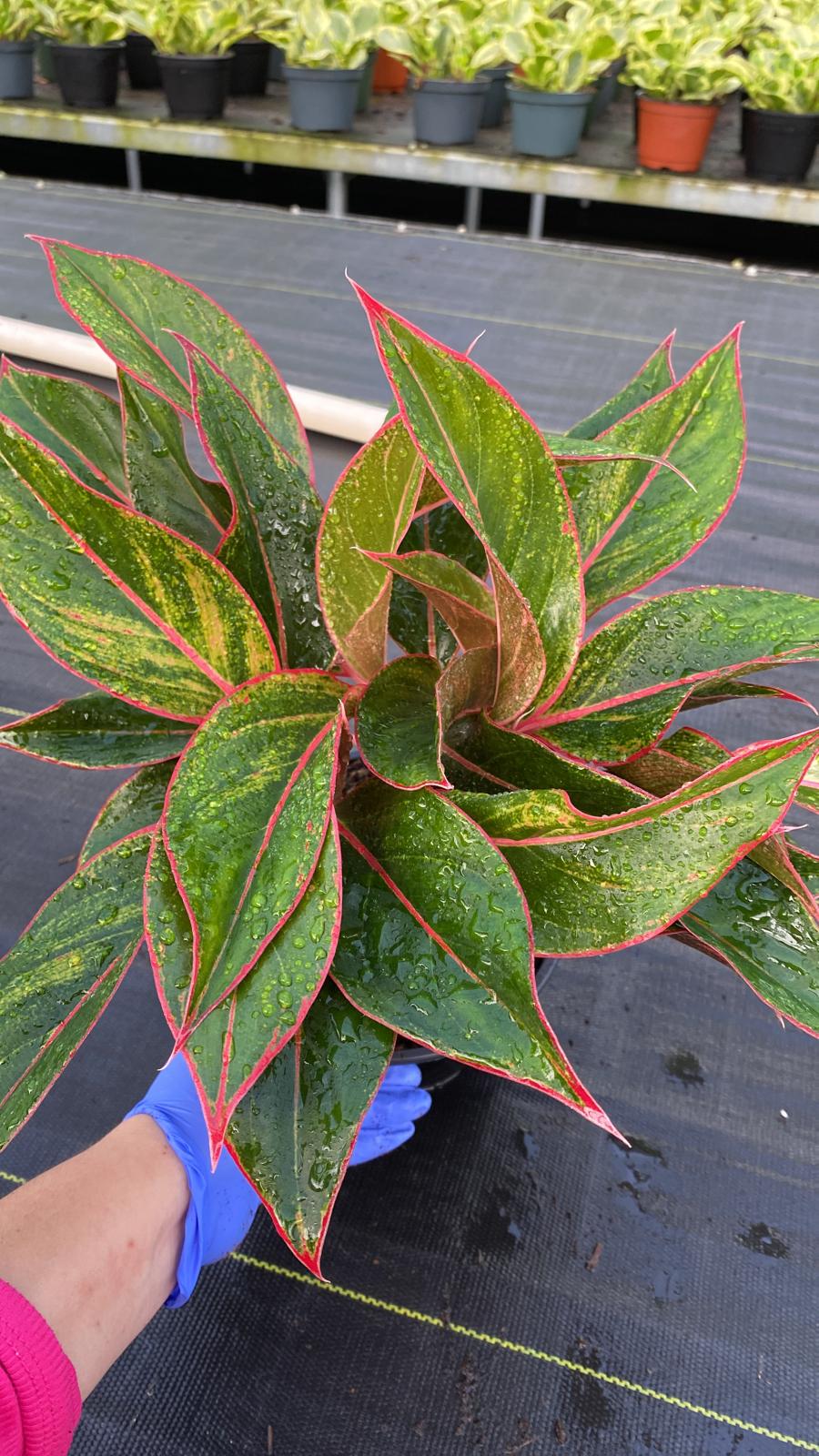 6" Aglaonema Siam Red