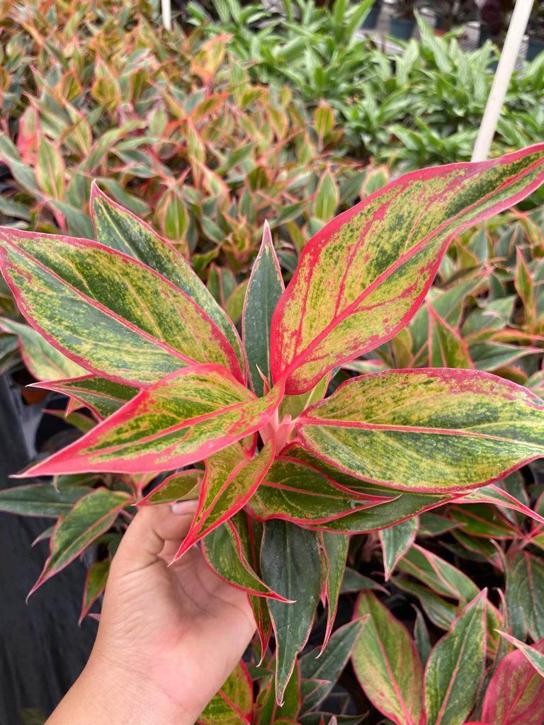 6" Aglaonema Siam Red
