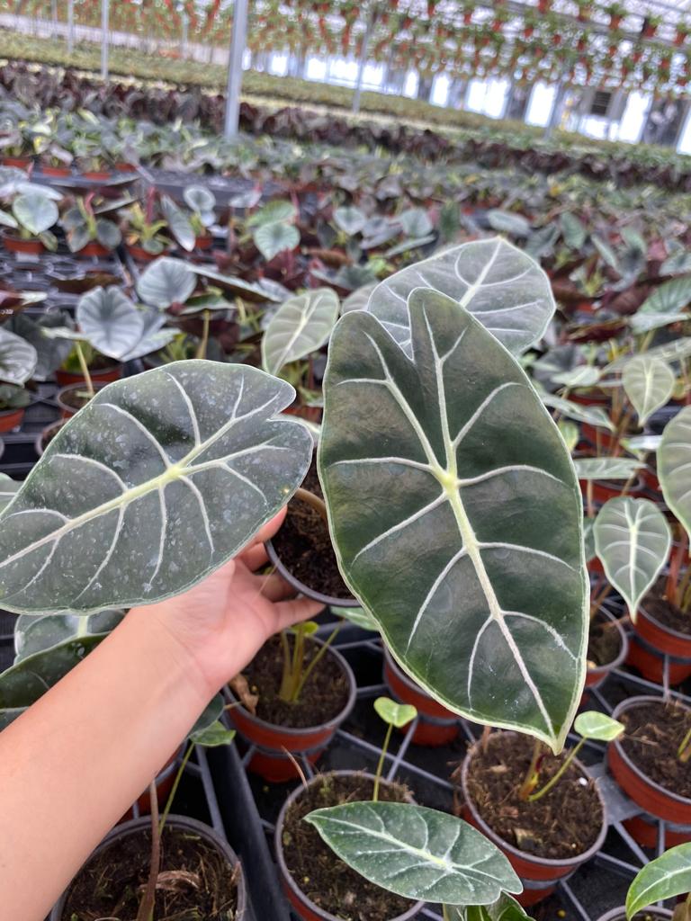 4" Alocasia Purple Prince