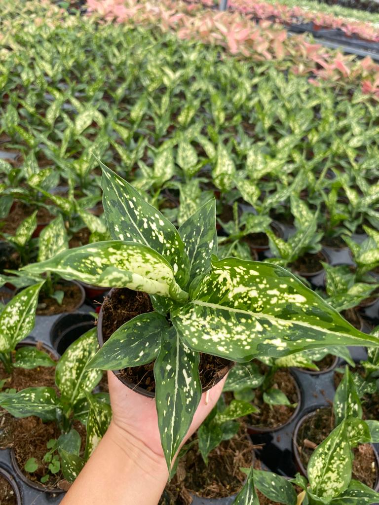4" Aglaonema Previspathum