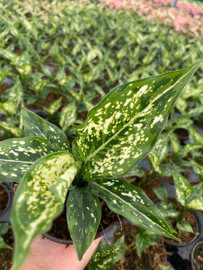 4" Aglaonema Previspathum