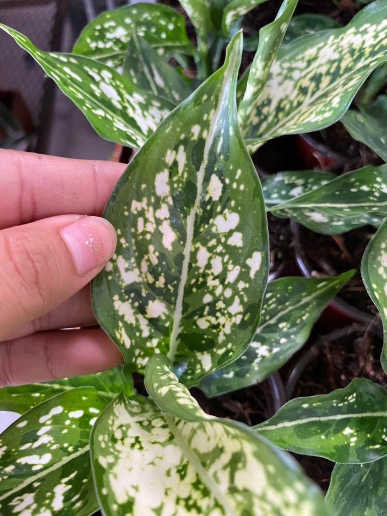 4" Aglaonema Previspathum