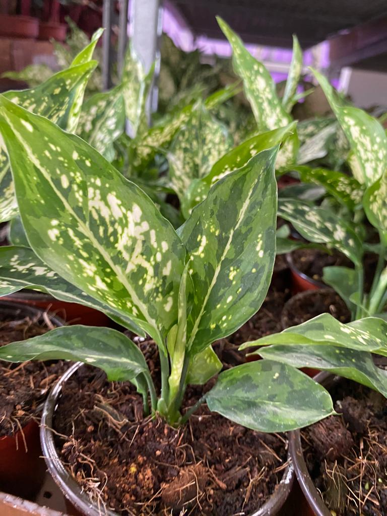 4" Aglaonema Previspathum