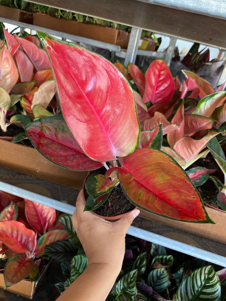 4" Aglaonema Red King