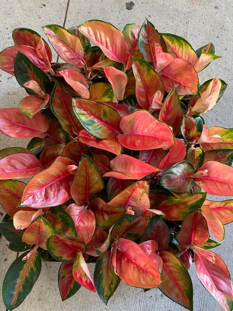 4" Aglaonema Red King