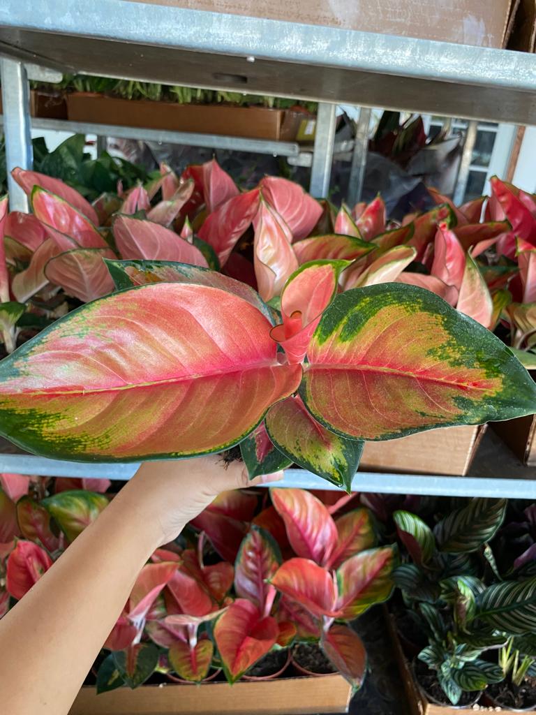 4" Aglaonema Red King