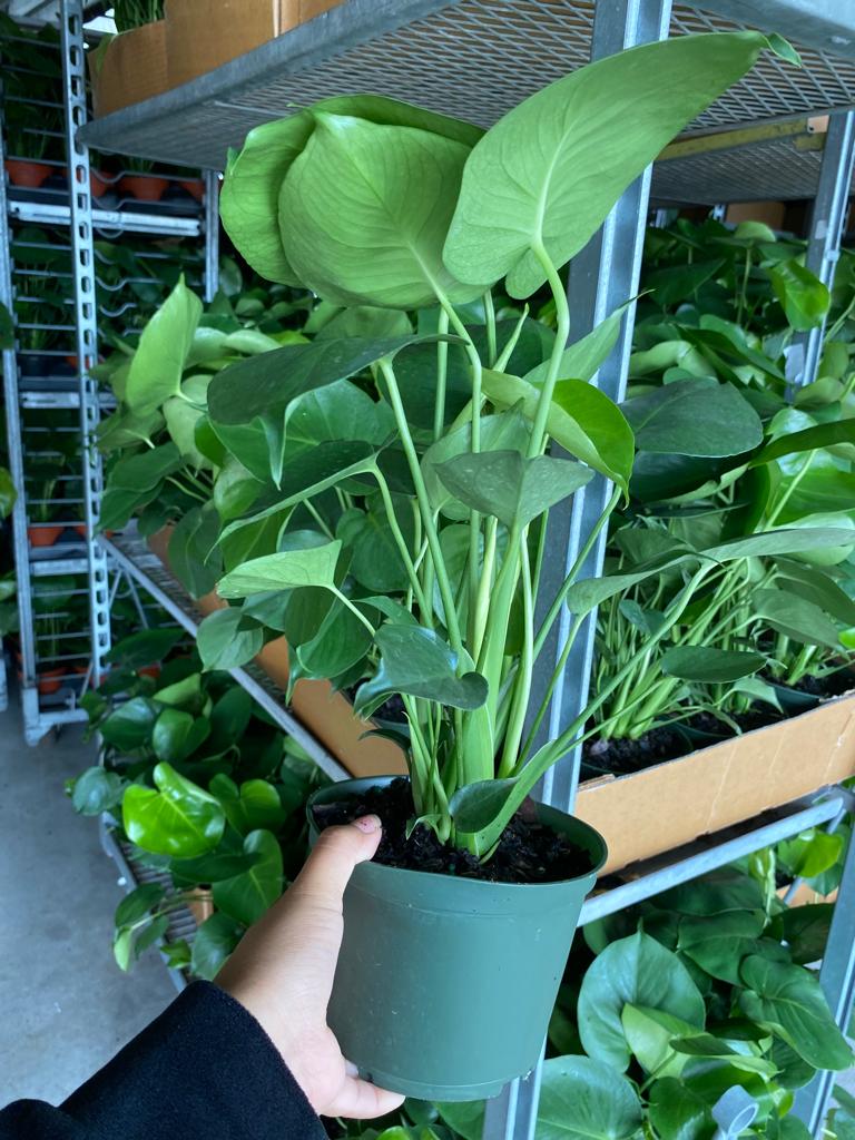 6” Monstera Deliciosa