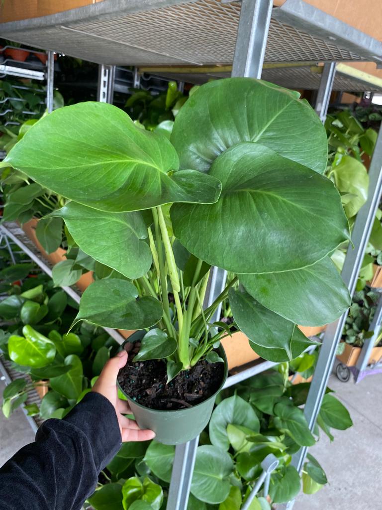 6” Monstera Deliciosa